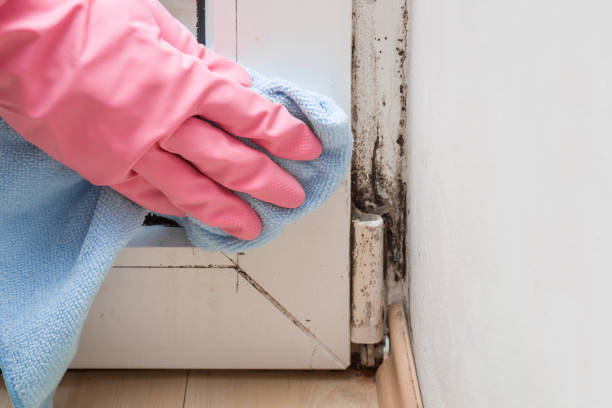 Best Mold Odor Removal Services  in Enigma, GA